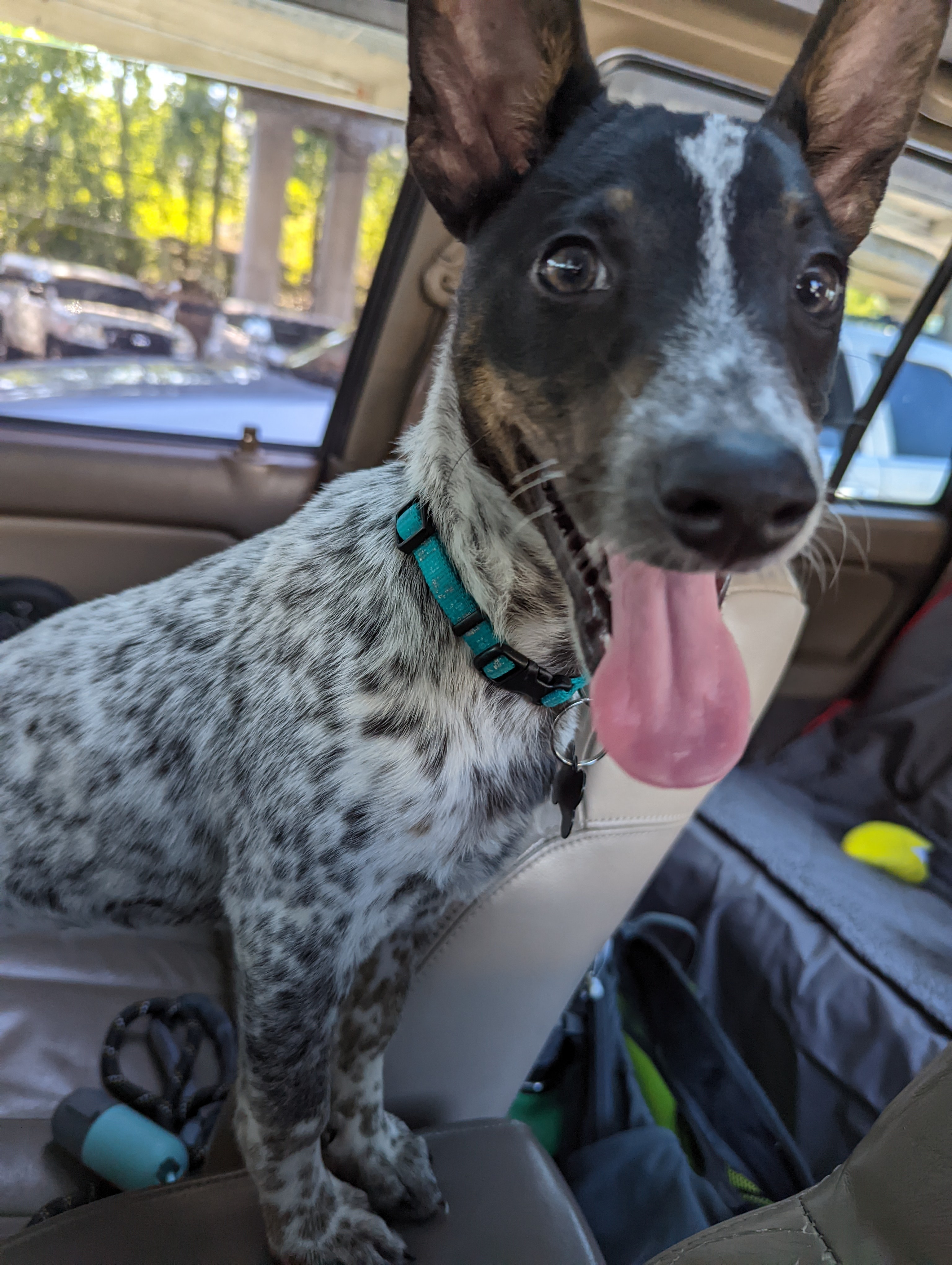 A blue heeler sitting in the passenger seat of a car with its tongue out