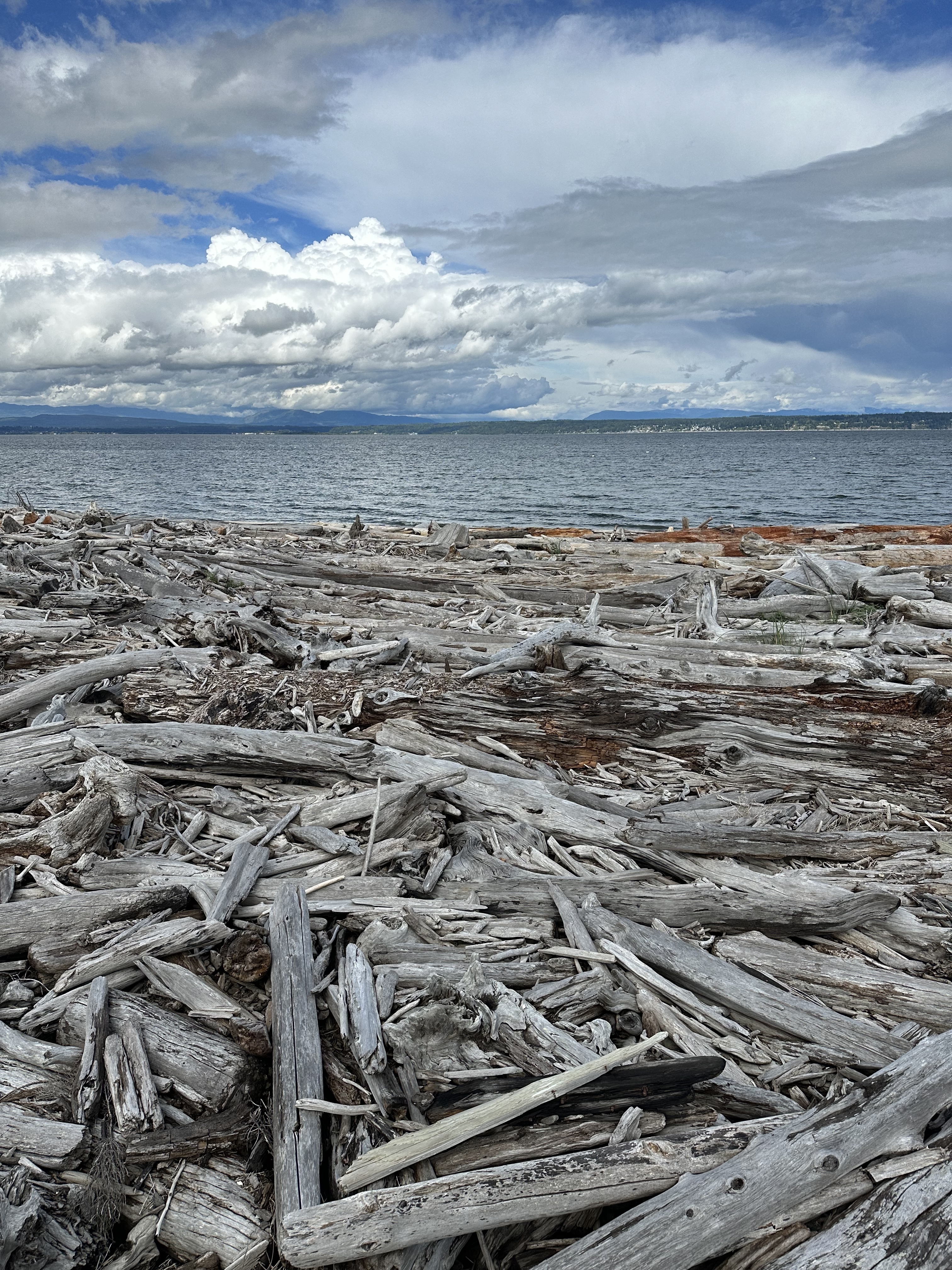 Driftwood beach under a cloudy sky