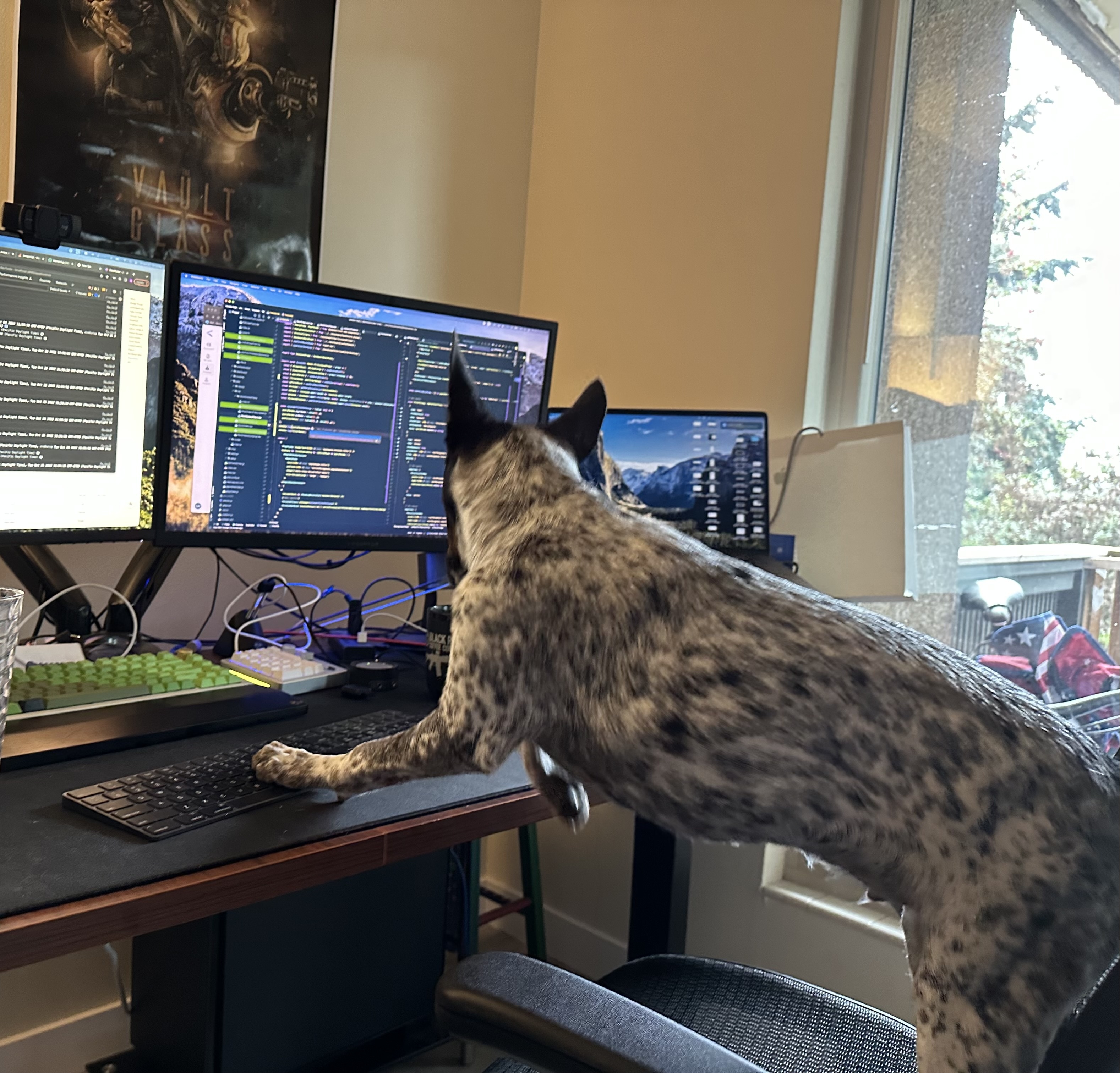 My dog standing on the desk reaching for the keyboard, monitors showing code in the background